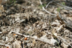 Coronilla scorpioides
