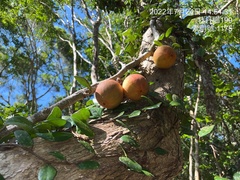 Ficus aurantiaca parvifolia
