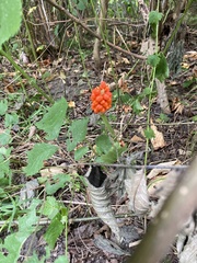 Arum cylindraceum