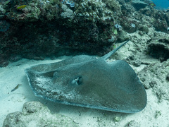 Pateobatis jenkinsii