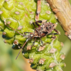 Leptoglossus occidentalis