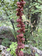 Pterospora andromedea