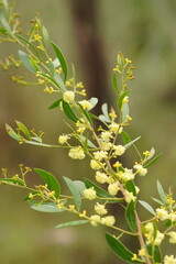 Acacia myrtifolia