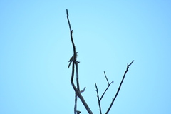 Gavicalis virescens