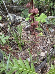 Pterospora andromedea