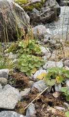 Oxyria digyna