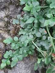 Asplenium ruta-muraria