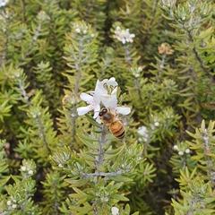 Apis mellifera