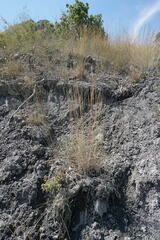 Thinopyrum elongatum