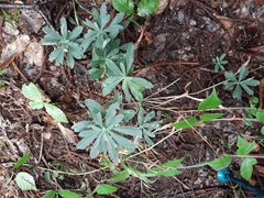 Euphorbia amygdaloides