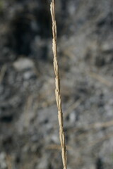 Thinopyrum elongatum