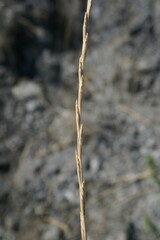 Thinopyrum elongatum