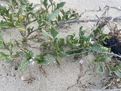 Cakile maritima