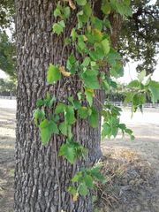 Toxicodendron radicans