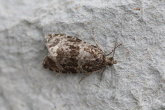 Syricoris lacunana