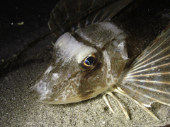 Chelidonichthys lucerna