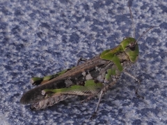 Oedaleus infernalis