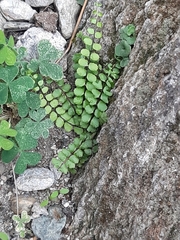 Asplenium trichomanes