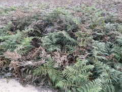 Pteridium esculentum