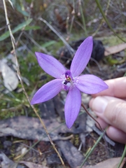 Glossodia minor