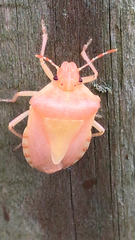Dolycoris baccarum