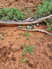 Goodenia pusilliflora