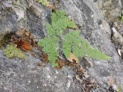 Hypodematium crenatum