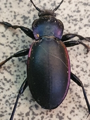 Carabus violaceus