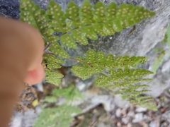 Hypodematium crenatum