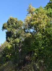 Dendrophthoe glabrescens