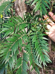 Acacia elata