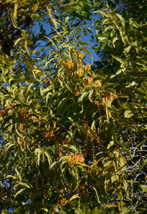 Dendrophthoe glabrescens