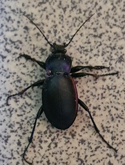 Carabus violaceus