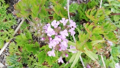 Thymus