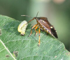 Pinthaeus sanguinipes
