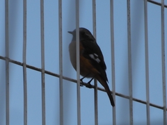 Phoenicurus auroreus