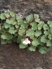 Cymbalaria muralis
