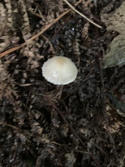 Cystolepiota seminuda