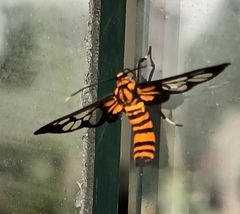 Amata grotei