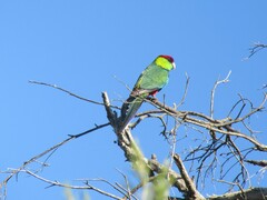 Purpureicephalus spurius