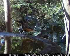 Acanthorhynchus tenuirostris