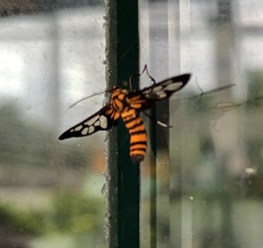 Amata grotei