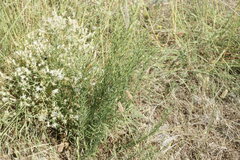 Galatella linosyris