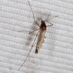 Aedes cinereus