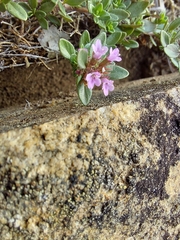 Thymus pulegioides