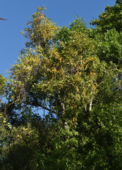 Dendrophthoe glabrescens