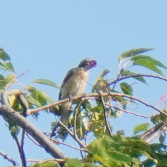 Pheucticus ludovicianus