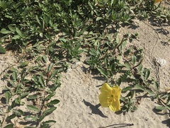 Oenothera drummondii