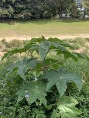 Ricinus communis