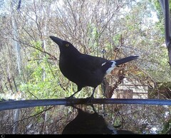Strepera graculina
